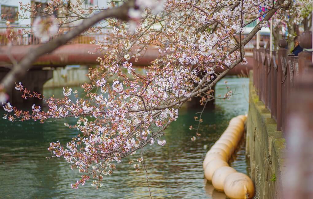 春の大岡川